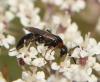 Homonotus sanguinolentus